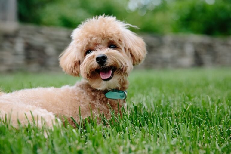 bichon poodle