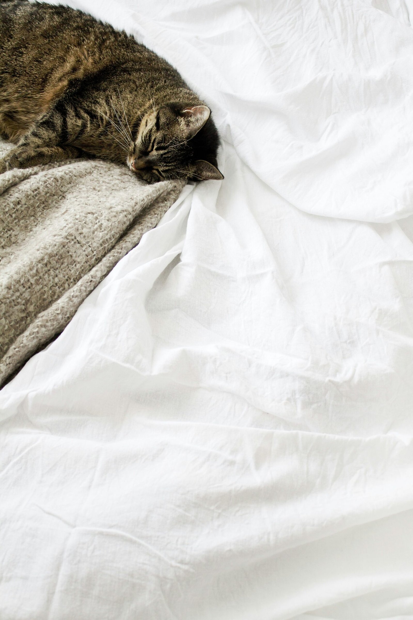 brown tabby cat laying